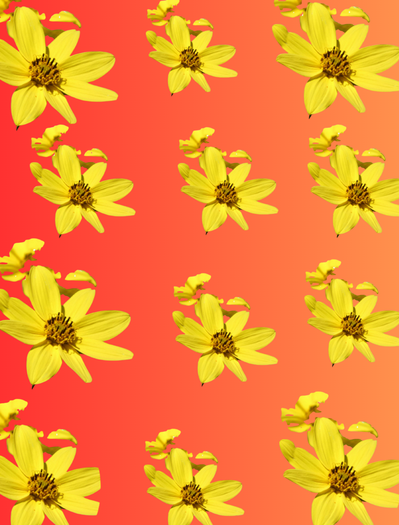 Red and orange ombré card with rows of sunflowers