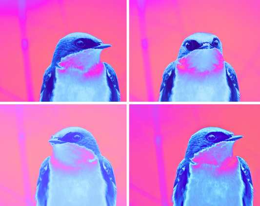 Chirp and Charm Gift Card